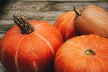 Autumn orange pumpkins on wooden planks at farm. Thanksgiving and halloween season. Harvesting, colors of autumn