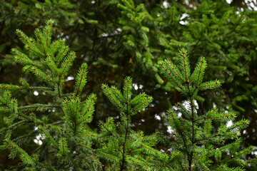 Fototapeta premium Green pine background