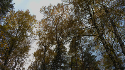 Obraz premium Autumn tree tops