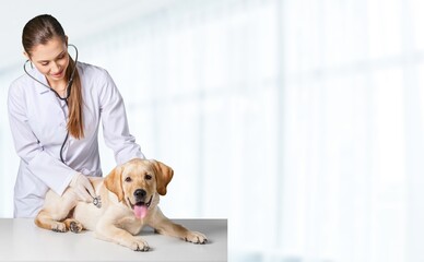 Young veterinarian checking up the dog on table in a veterinary clinic.