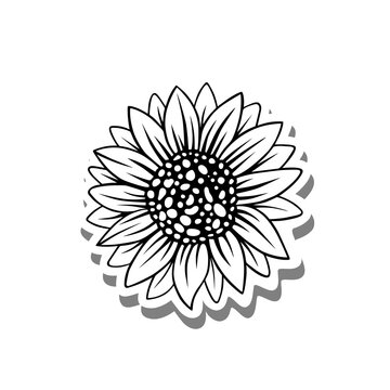 Black line single sunflower blooming on white silhouette and gray shadow. Vector illustration for decorate logo, text, greeting cards and any design.