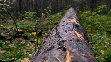 Old log in the forest