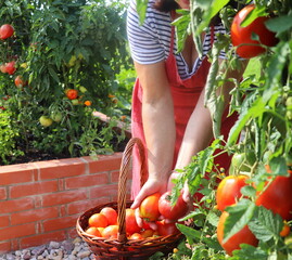 Woman gardener picking vegetables, tomatoes .Raised beds gardening in an urban garden growing...