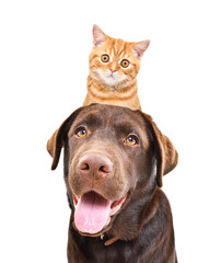 Portrait of a Labrador with ginger kitten Scottish Straight on head isolated on white background