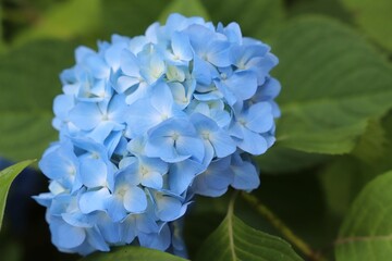 護摩堂山のあじさい（新潟県田上町）