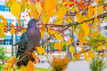 A young gray dove sits on rowan branches in search of berries among bright autumn leaves