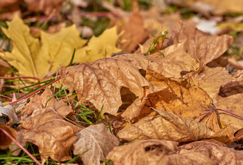 autumn leaves on the ground