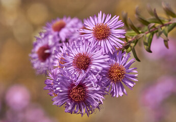 Obraz premium flower of a flower