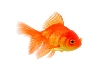 goldfish isolated on white background.