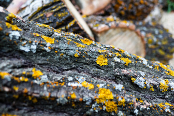 photo firewood sawn trees close-up