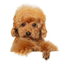 Cute red toy poodle above banner