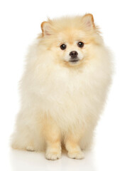 Obraz premium Adorable Pomeranian Spitz puppy