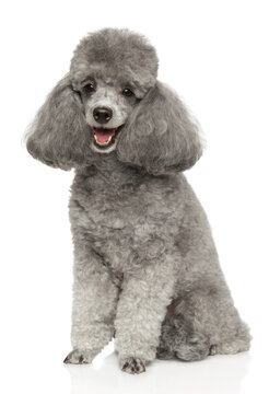 Gray toy poodle sits