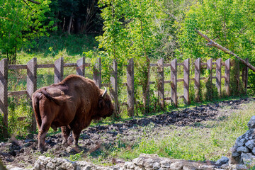 Bison in the aviary. The symbol of Moldova. Natural protected by the state reserve. Background with...