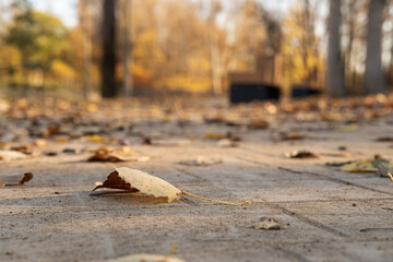 Fototapeta na wymiar Fallen, yellow leaves lie on the sidewalk in the park, on an autumn sunny day. 