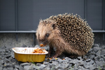 Tagaktiver Igel im Garten