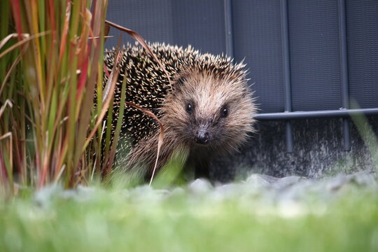 Tagaktiver Igel im Garten