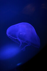 jellyfish in the blue water