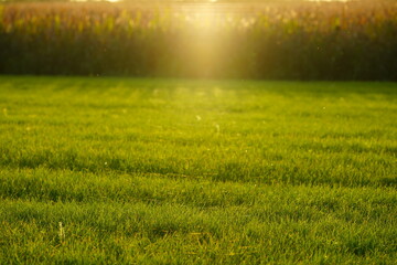 Plakat green field with sun rays