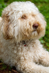 Seltener Australian Labradoodle