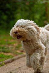 Seltener Australian Labradoodle