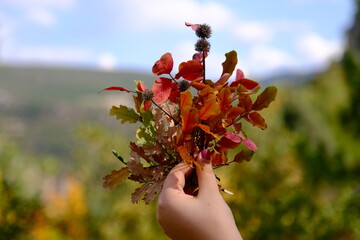 a woman's hand holding a bouquet of autumn colorful leaves