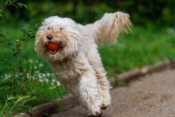 Seltener Australian Labradoodle