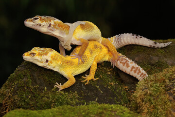 A pair of leopard geckos are getting ready to mate. Reptiles with attractive colors have the...