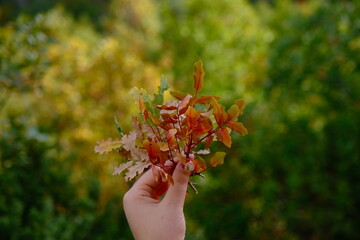 a woman's hand holding a bouquet of autumn colorful leaves