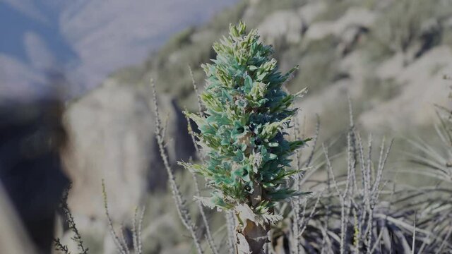wild plant Puya chilensis, Chagual, close up, blossom	
