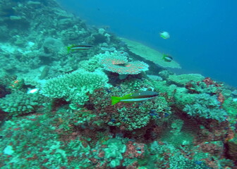 Fototapeta na wymiar Striped fish on the reef in Fiji