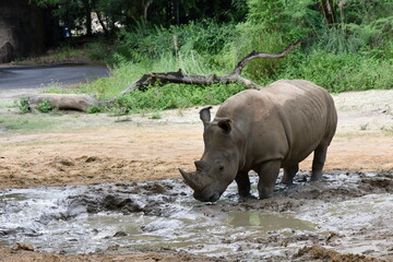 White Rhinoceros about to have a mud bath