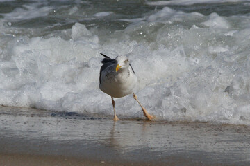 Seagull Hot Step!