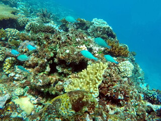 School of blue fish on the reef in Fiji