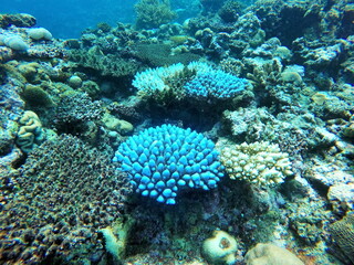 Naklejka na ściany i meble Colorful coral on the reef in Fiji
