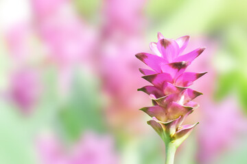 Obraz premium The colorful of Siam Tulip (paraacurcuma or Eucurcuma).Pathumma or Siam Tulip Purple pink color on the tree beside view at Thailand.