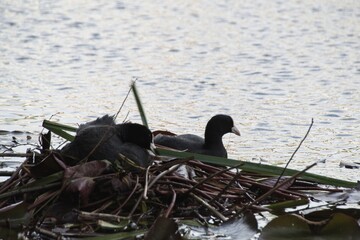 birds nest with eggs