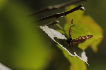 butterfly on leaf