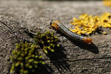 caterpillar on a leaf