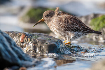 Purple Sandpiper in natural habitat