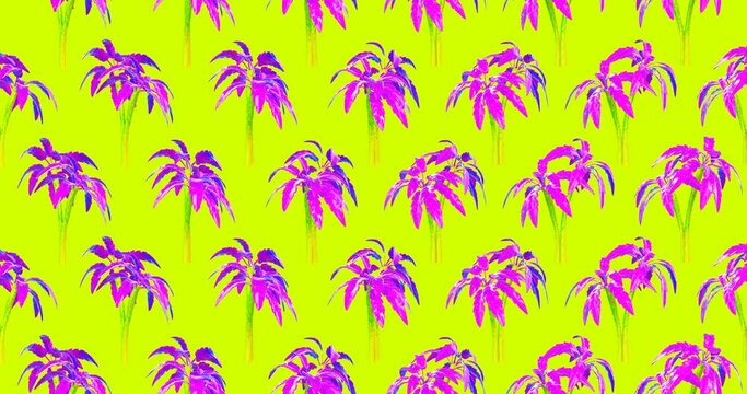 Minimal motion 3d art. Seamless animation pattern palm trees. 4k video
