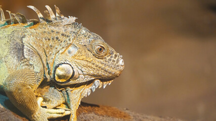 close up of a lizard