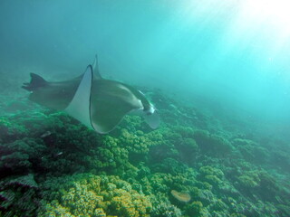 Fototapeta na wymiar Manta ray swimming above the reef in Fiji