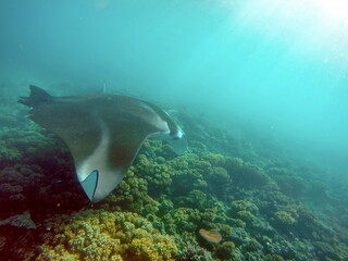 Fototapeta na wymiar Manta ray swimming above the reef in Fiji