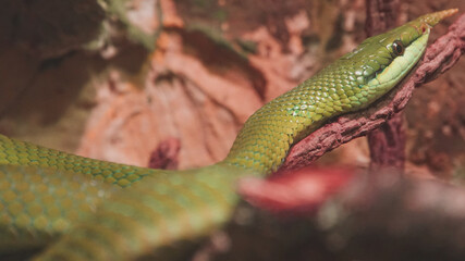 green snake on a tree