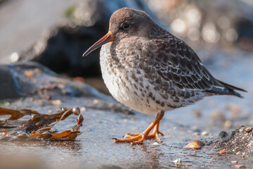 Purple Sandpiper beautiful close 