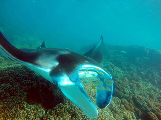 Fototapeta premium Manta ray swimming above the reef in Fiji