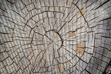 texture of an old tree cut