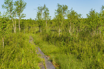 Obraz premium landscape, swamp 