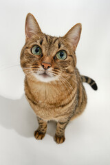 Portrait of a cute shorthair cat on a white background. Sweet funny kitten. 